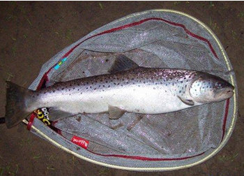 Sea trout